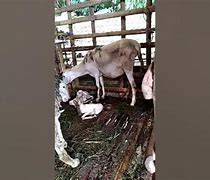 Kambing Melahirkan Kembar Belajar Bermain Dengan Anaknya Apakah Dosa